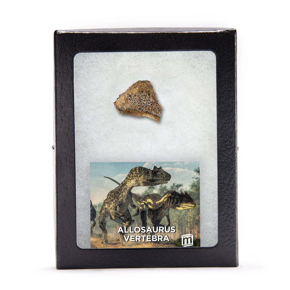 Allosaurus Vertebra - Image 2