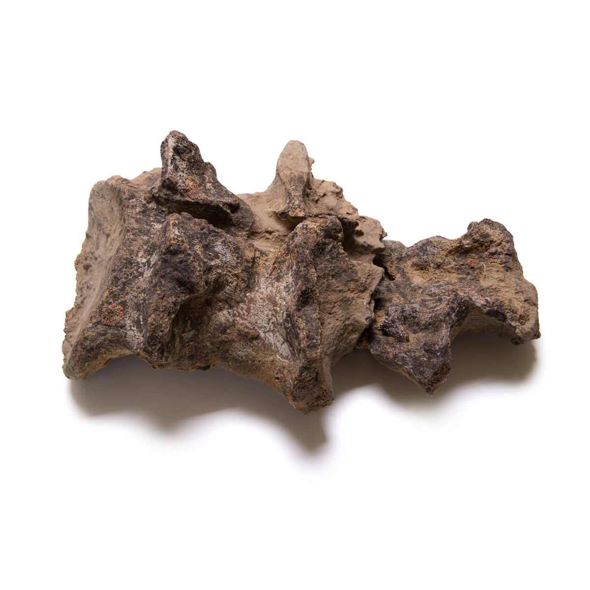 Allosaurus Vertebra - Image 5