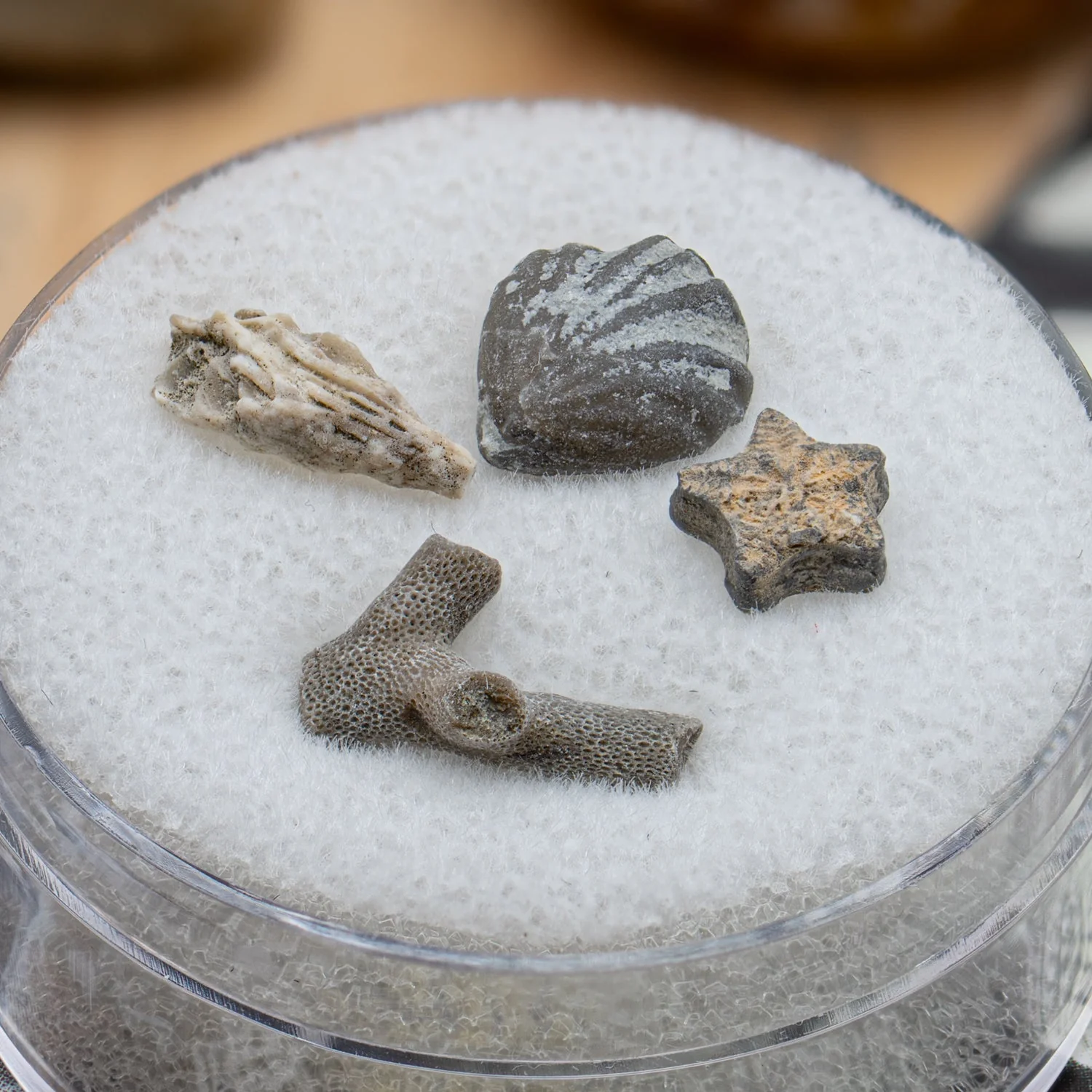 Ancient Oceans - 4-in-1 Fossil Specimen Collection - Image 2