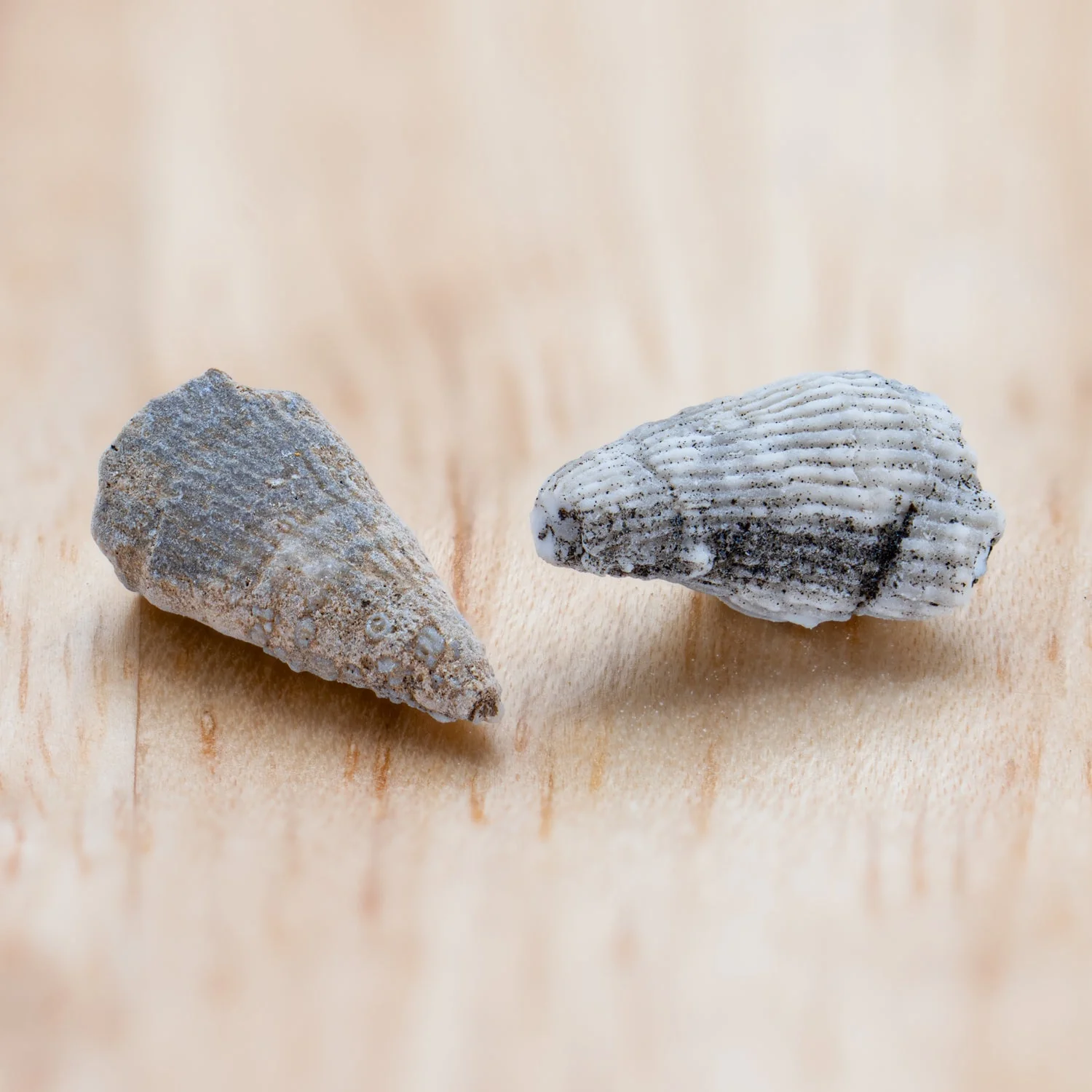 Ancient Oceans - 4-in-1 Fossil Specimen Collection - Image 3