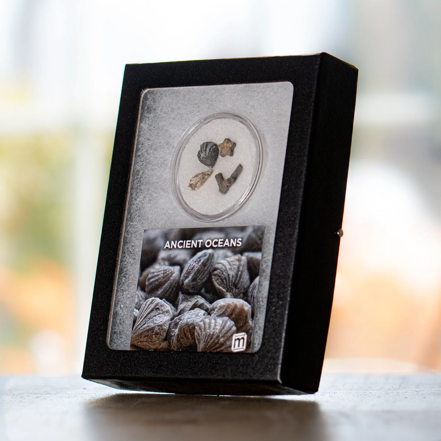 Ancient Oceans - 4-in-1 Fossil Specimen Collection - Image 5