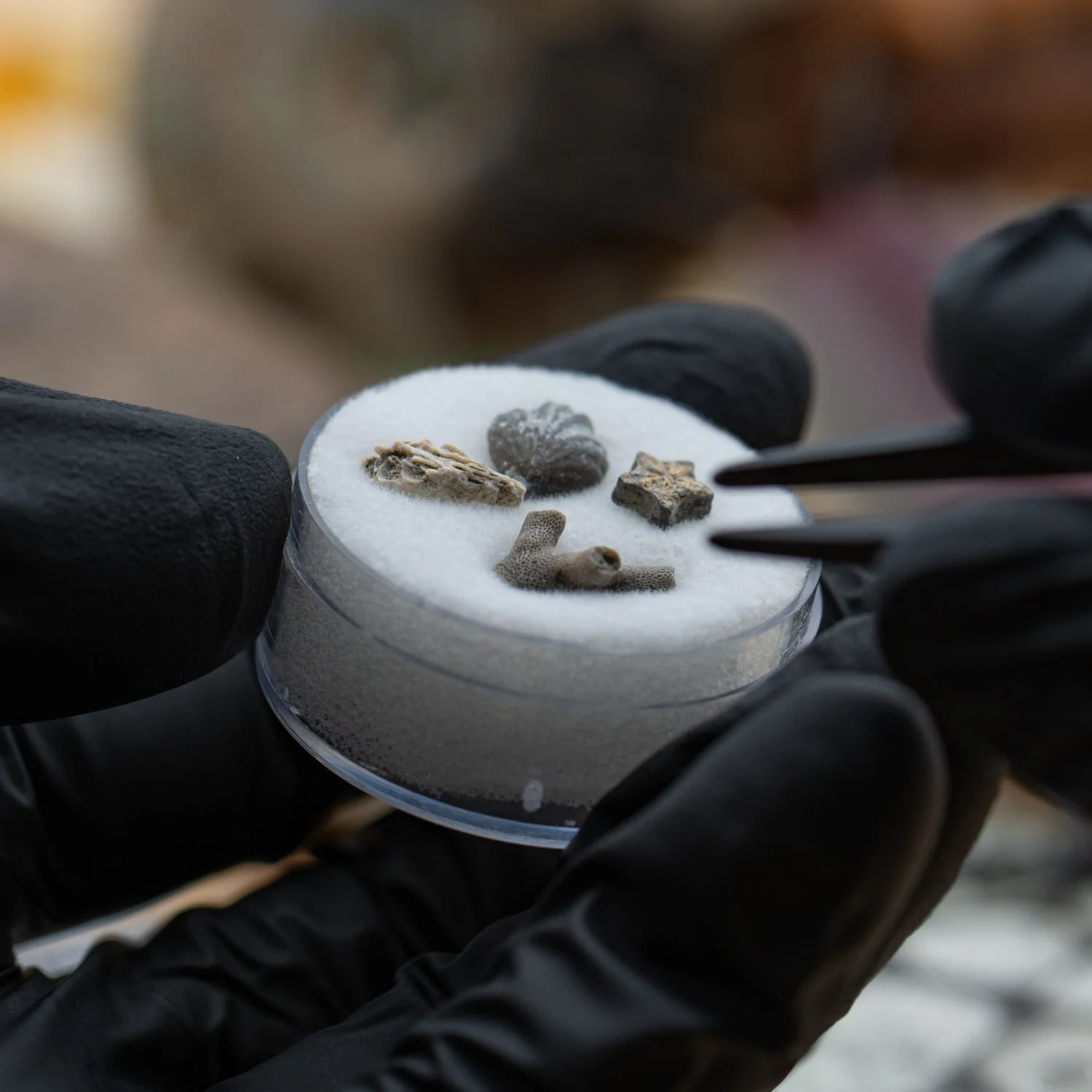 Ancient Oceans - 4-in-1 Fossil Specimen Collection - Image 7