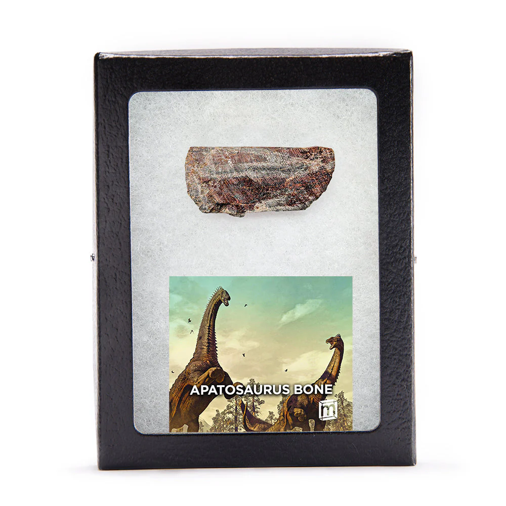 Apatosaurus Bone - Classic Riker Display Case Fragment