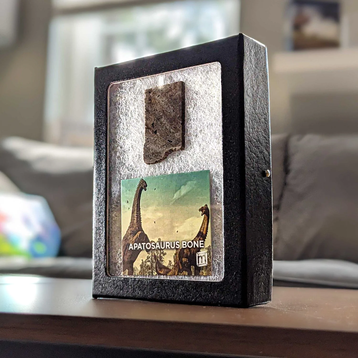 Apatosaurus Bone - Classic Riker Display Case Fragment - Image 2