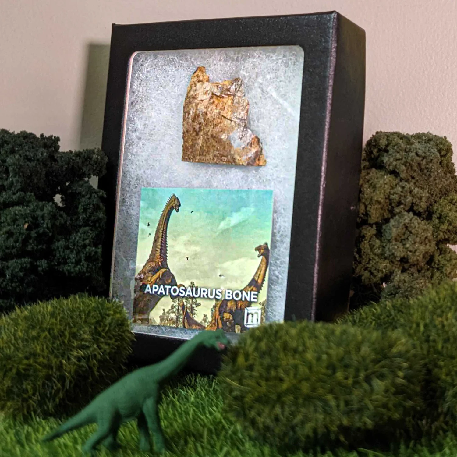 Apatosaurus Bone - Classic Riker Display Case Fragment - Image 6