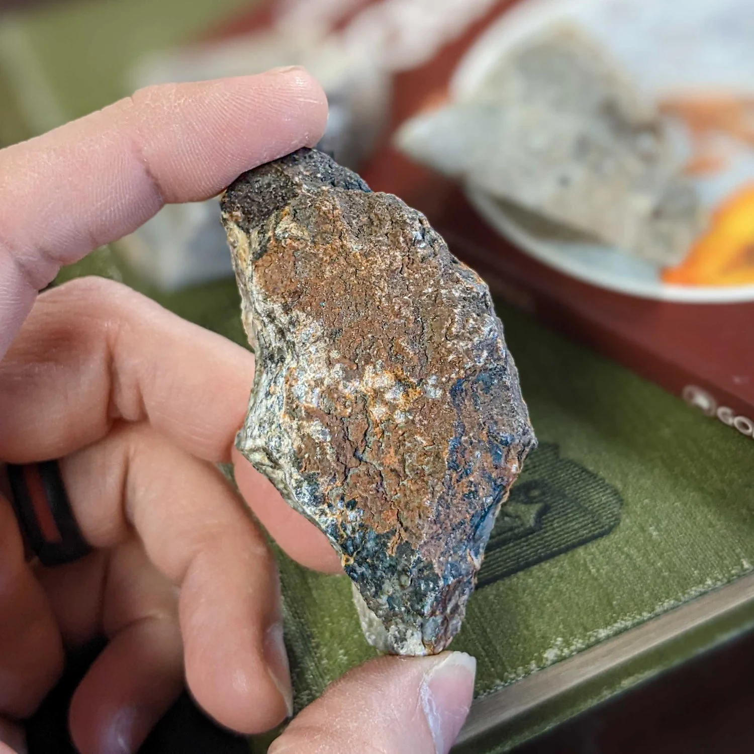Dinosaur Dung (Coprolite) - Classic Riker Box Specimen - Image 2