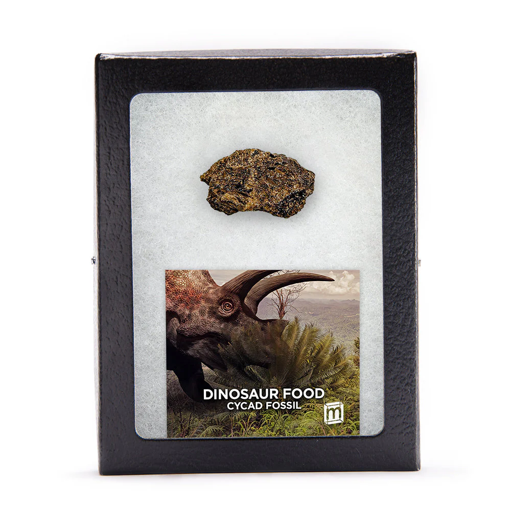 Dinosaur Food - Cycad Fossil - Image 2