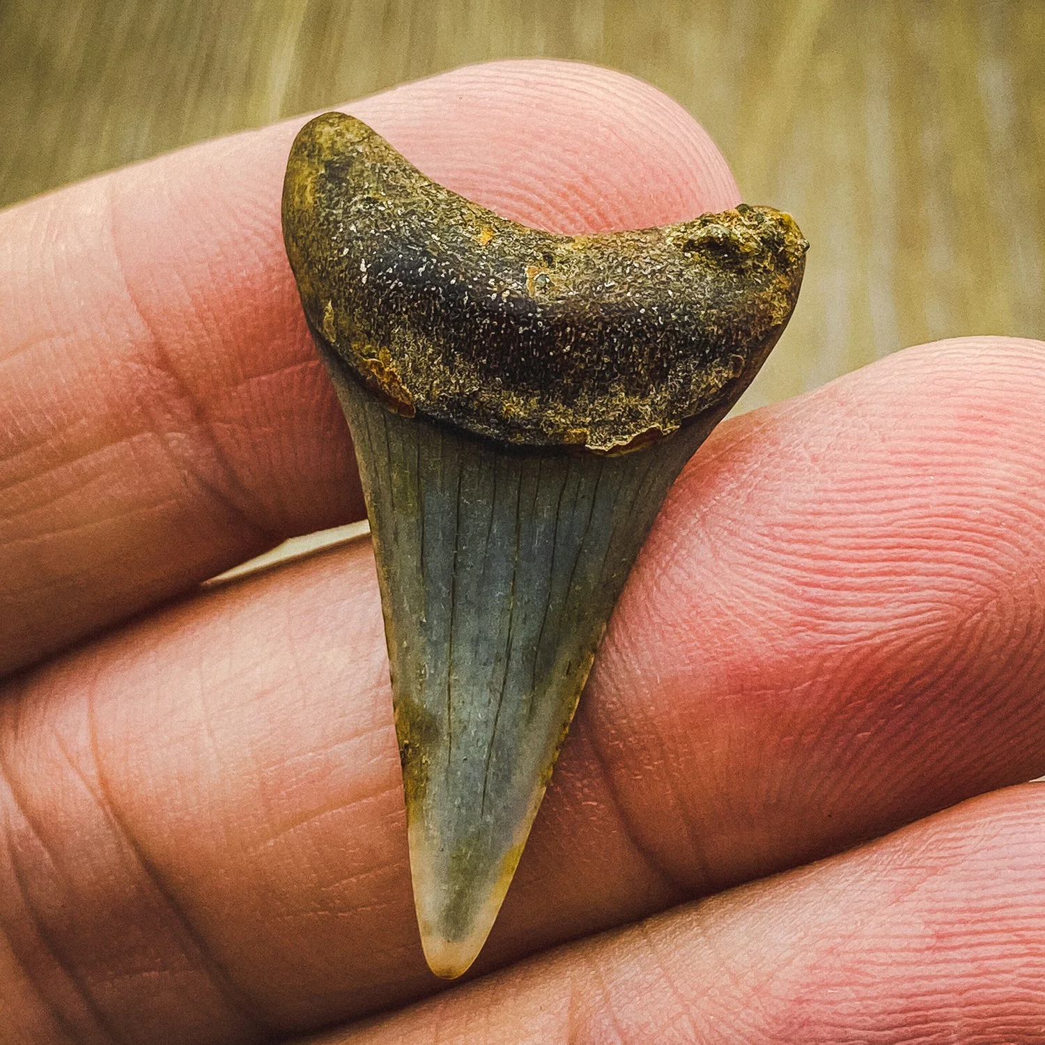 Fossil White Shark Tooth - Image 10