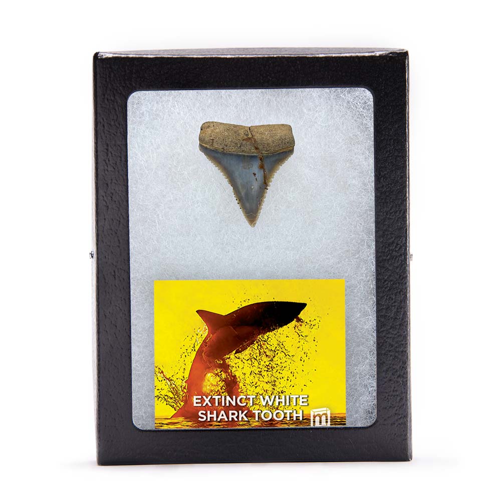 Fossil White Shark Tooth - Image 11