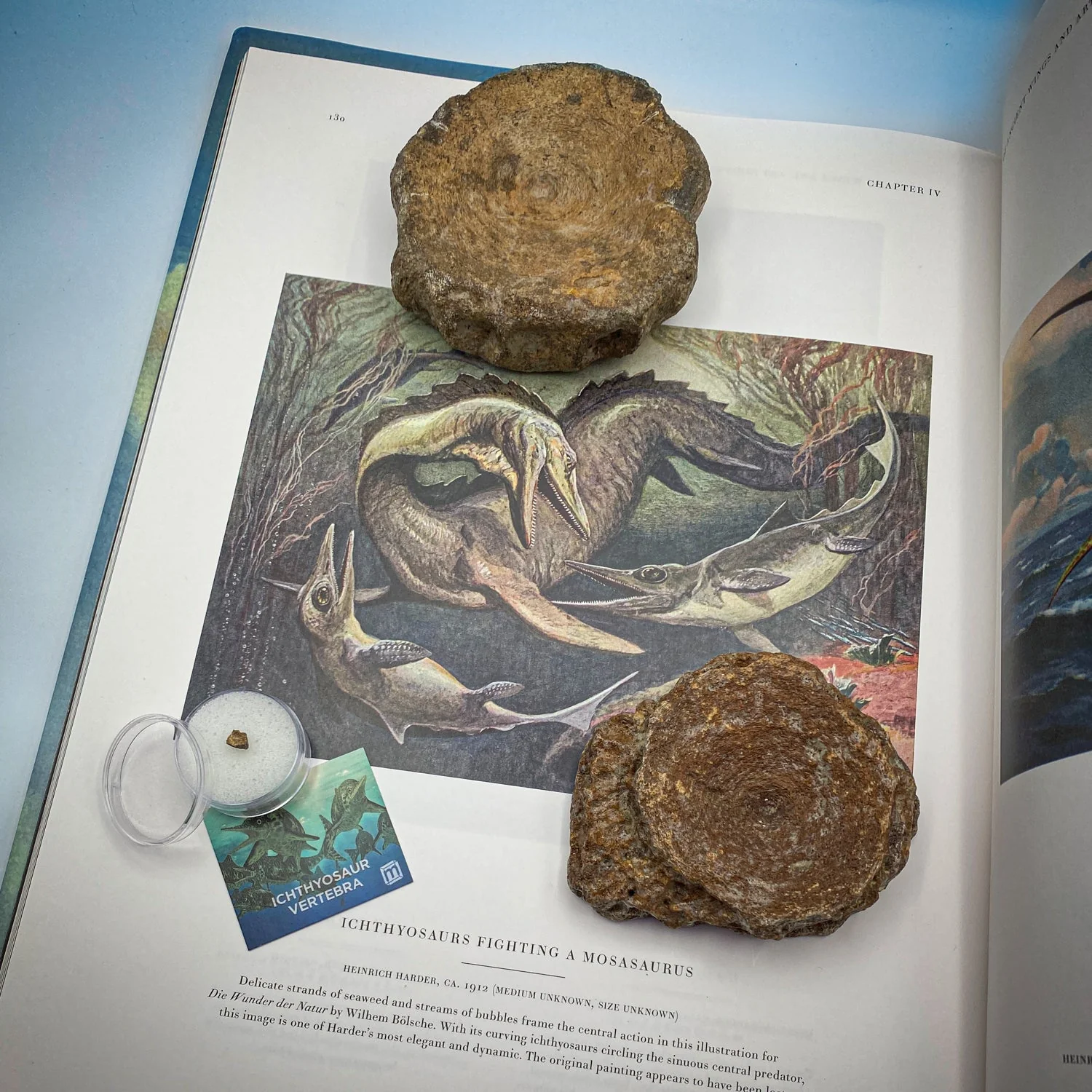 Ichthyosaur Vertebra Fossil - Image 4