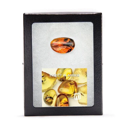Insect in Baltic Amber