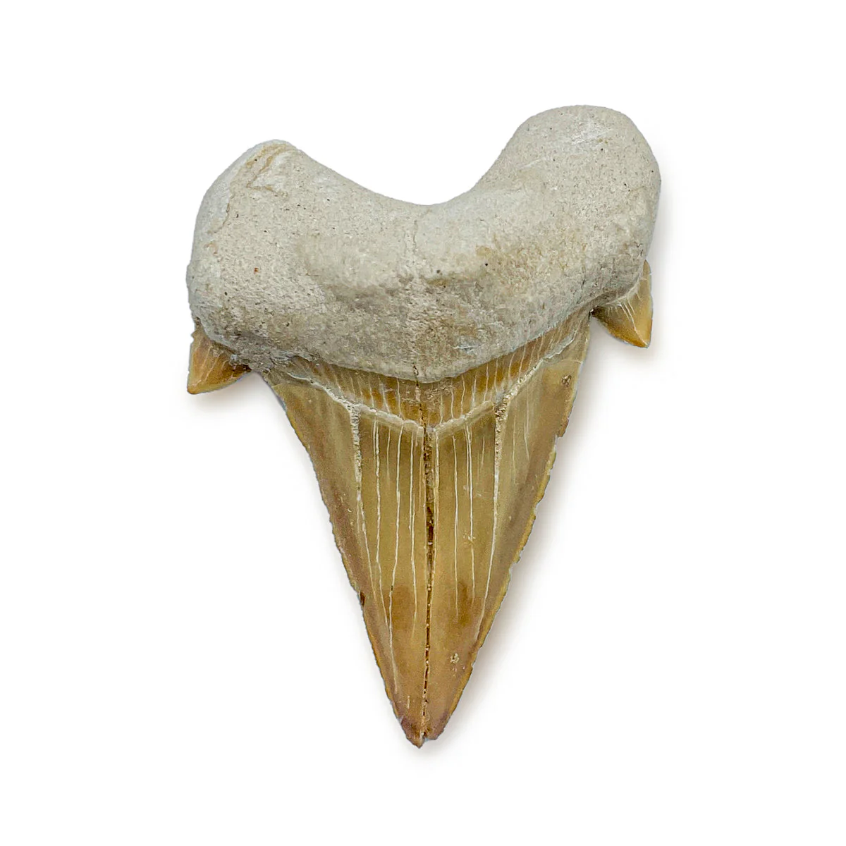 Otodus Fossil Tooth - First Megatooth Shark - Image 2