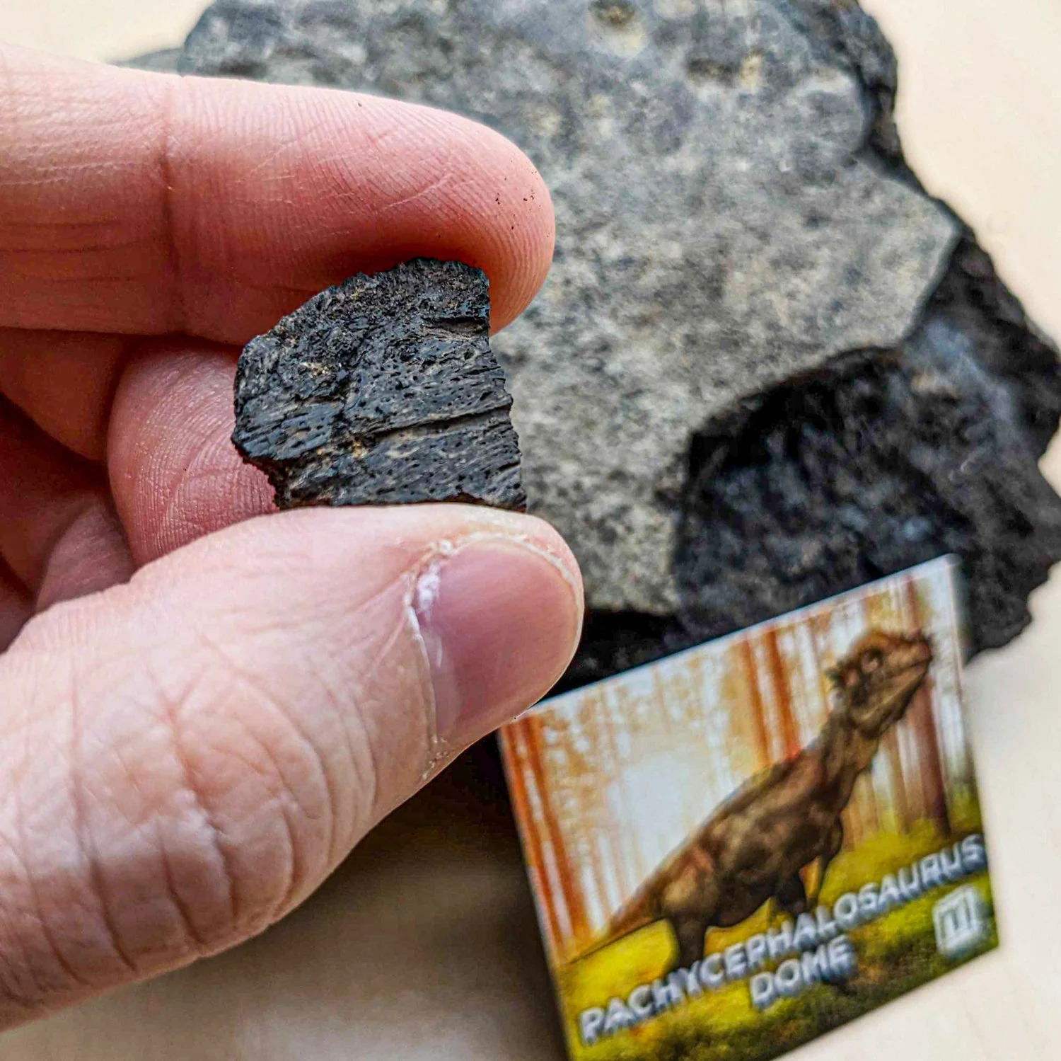 Pachycephalosaurus Dome Fragment - Image 7