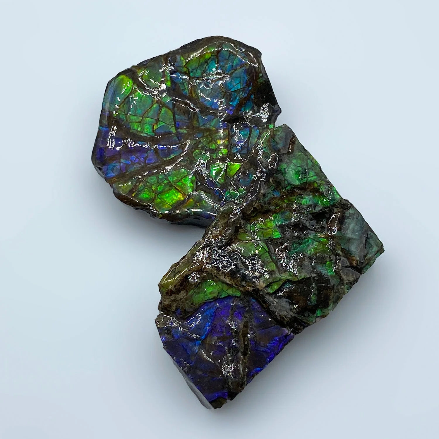 Rainbow Fossil Ammolite - Gem Quality Ammonite Fossil Fragment - Image 11