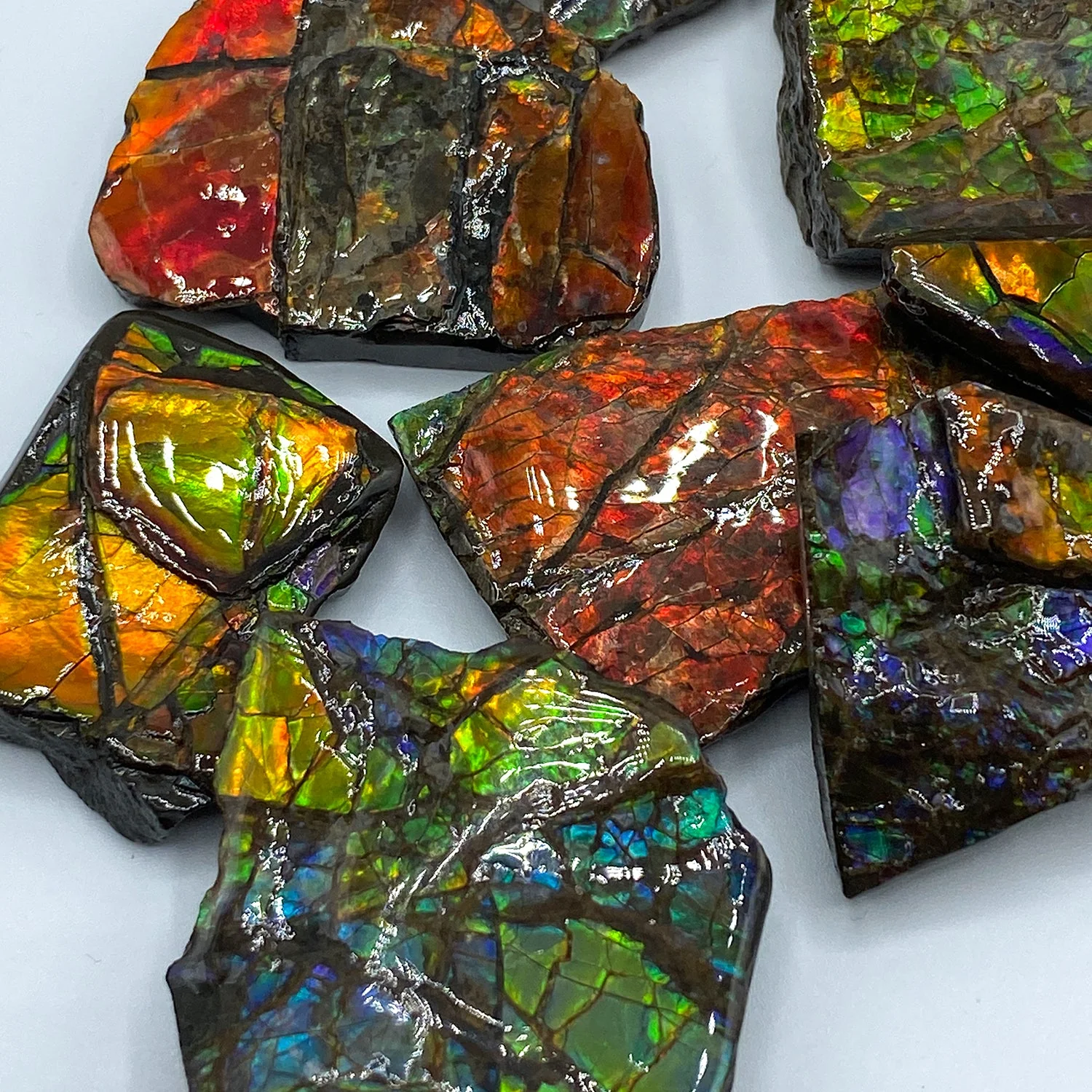 Rainbow Fossil Ammolite - Gem Quality Ammonite Fossil Fragment - Image 12