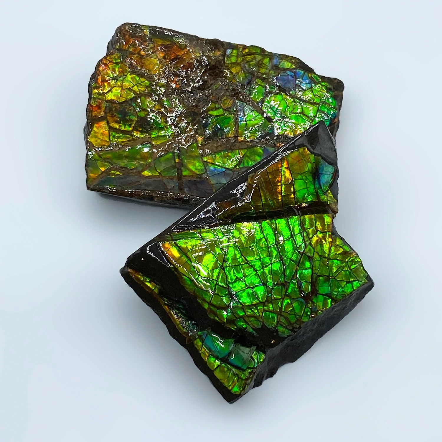Rainbow Fossil Ammolite - Gem Quality Ammonite Fossil Fragment - Image 3