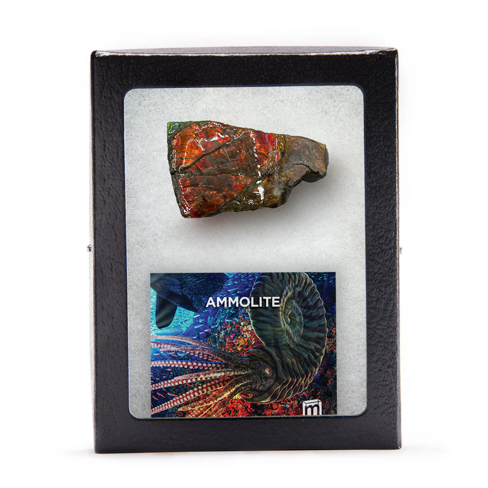 Rainbow Fossil Ammolite - Gem Quality Ammonite Fossil Fragment - Image 4