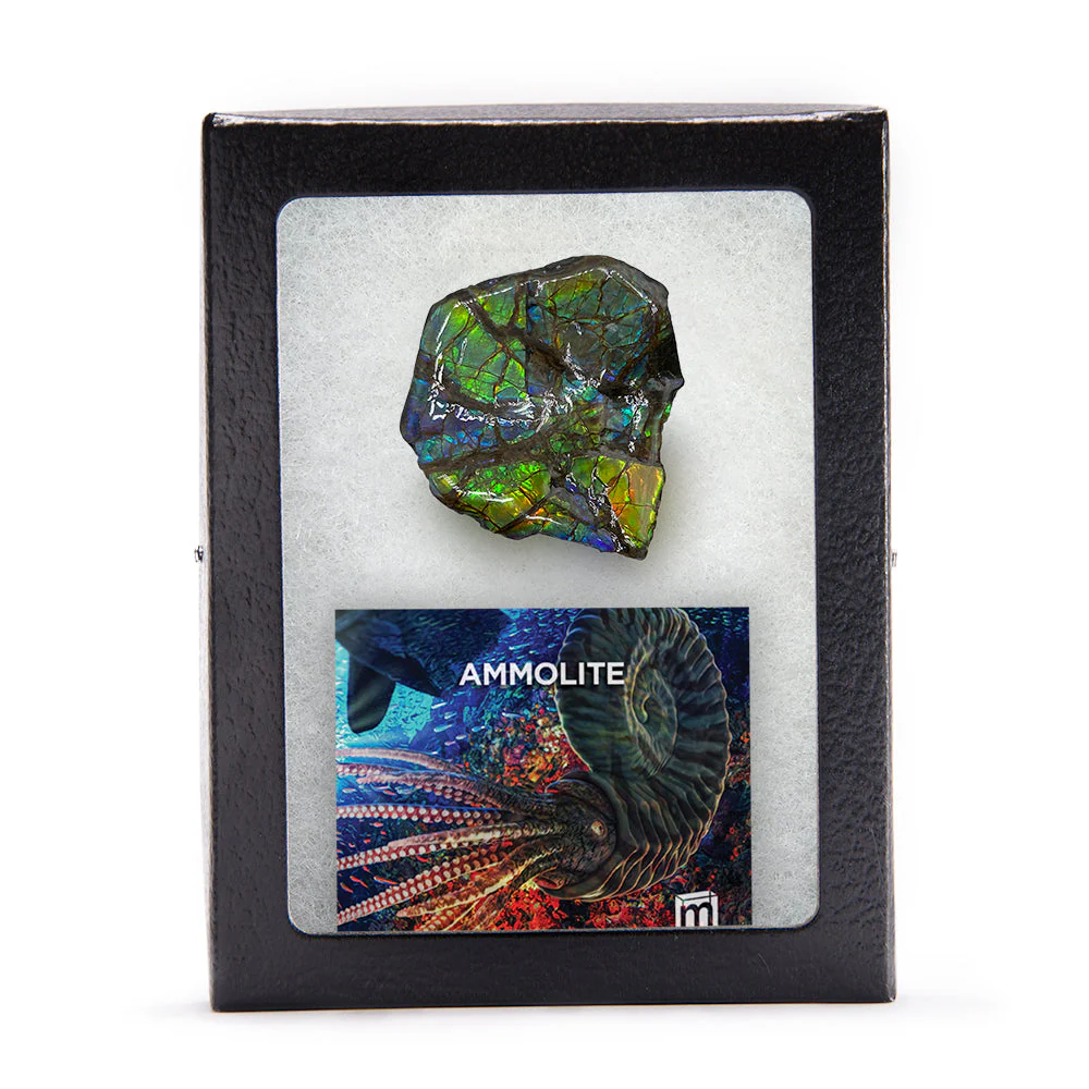 Rainbow Fossil Ammolite - Gem Quality Ammonite Fossil Fragment - Image 5