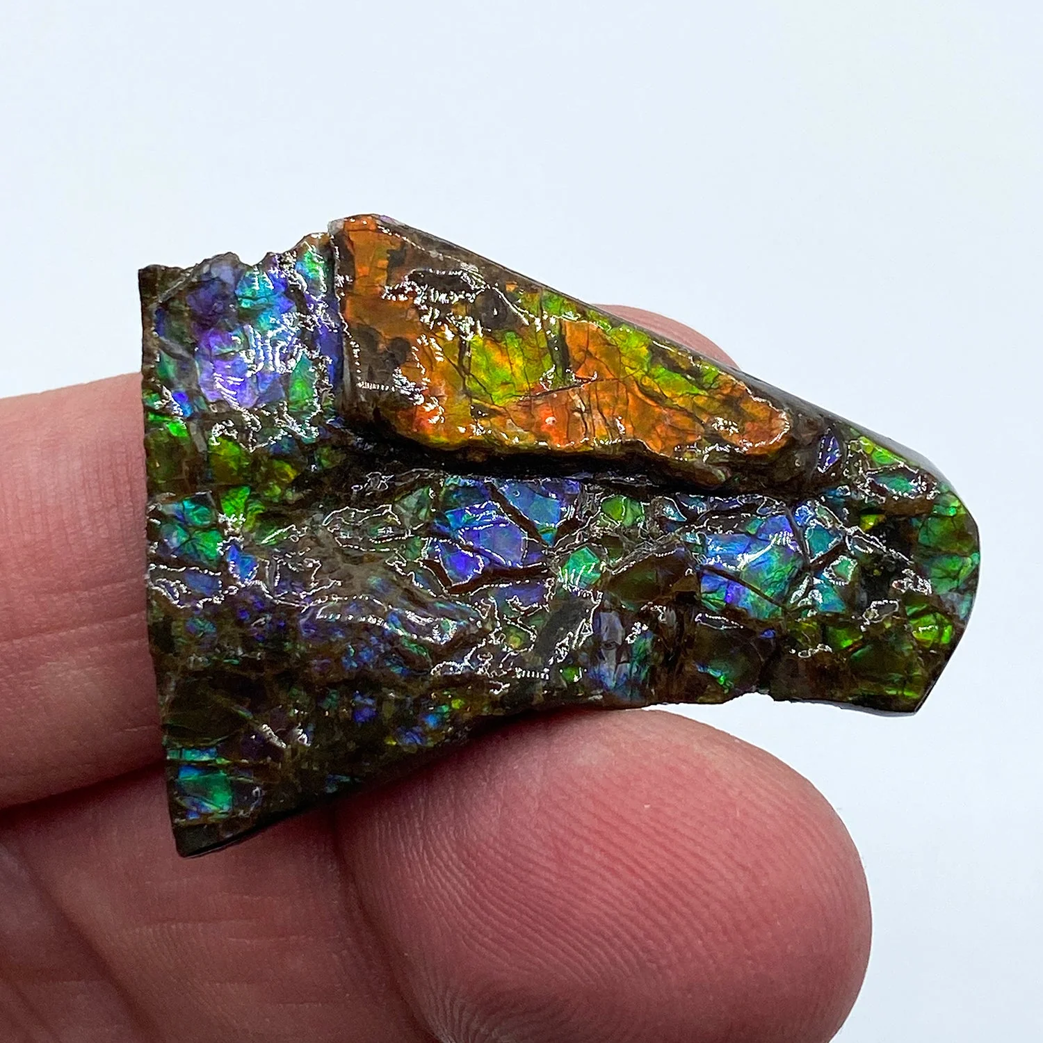 Rainbow Fossil Ammolite - Gem Quality Ammonite Fossil Fragment - Image 6