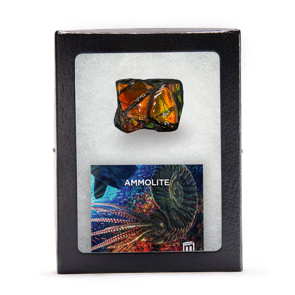 Rainbow Fossil Ammolite - Gem Quality Ammonite Fossil Fragment - Image 7