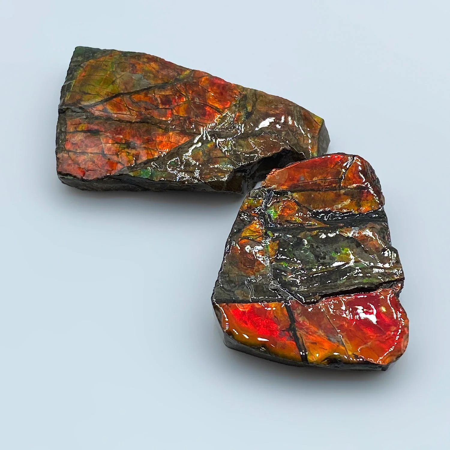 Rainbow Fossil Ammolite - Gem Quality Ammonite Fossil Fragment - Image 8