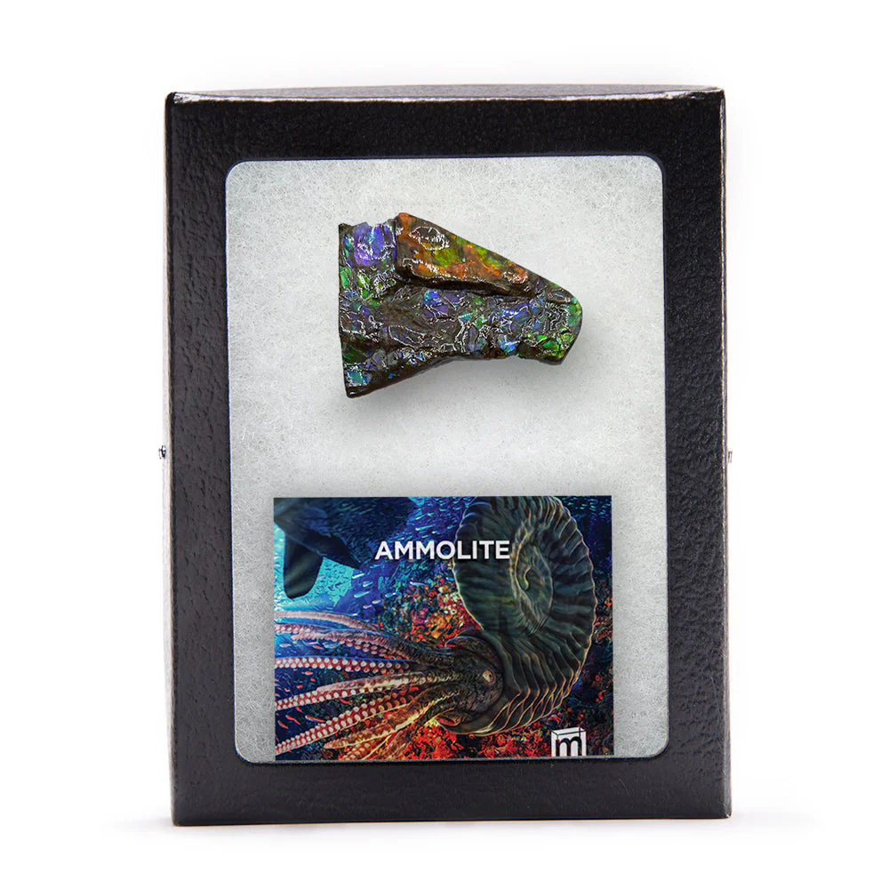 Rainbow Fossil Ammolite - Gem Quality Ammonite Fossil Fragment - Image 9