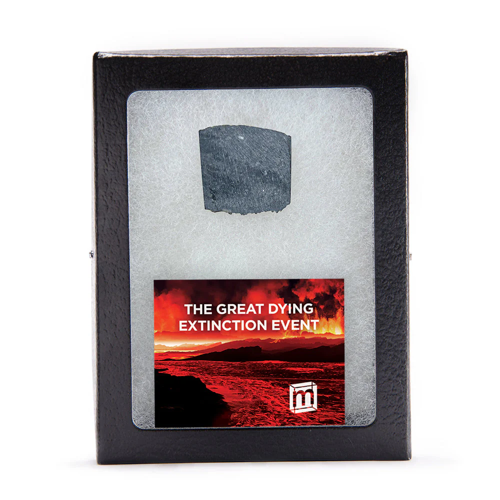 The Great Dying Extinction Event - Siberian Traps Slab - Image 2